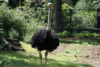 Struthio camelus australis - Südafrikanischer Strauß (Südafrikanischer Blauhalsstrauß, Südstrauß)